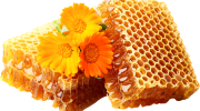 Honey Comb and Flower